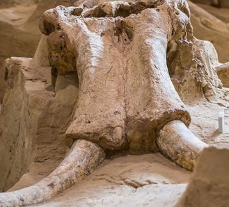 Ловушка на мамонтов и другие новости археологии